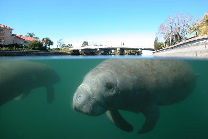 Swim with Manatees in Crystal River: A Guided Morning Snorkel Adventure photo 4