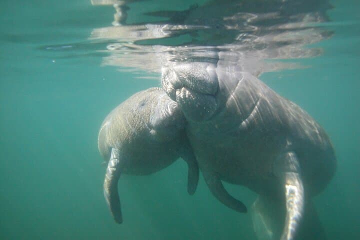 Swim with Manatees in Crystal River: A Guided Morning Snorkel Adventure photo 6