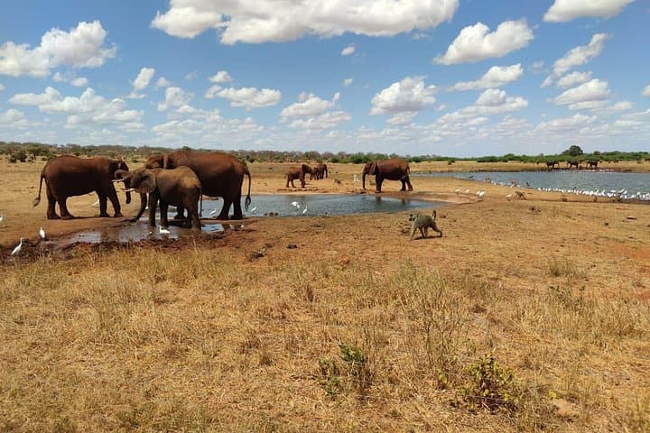 Day Trip to Tsavo East National Park: Big Five Safari from Mombasa photo 2