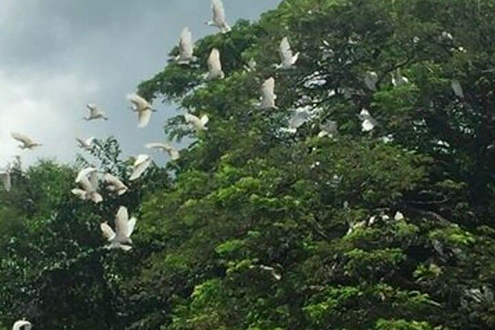 Palo Verde Tempisque River Boat Tour: Wildlife & Tico Lunch Near Nicoya photo 2