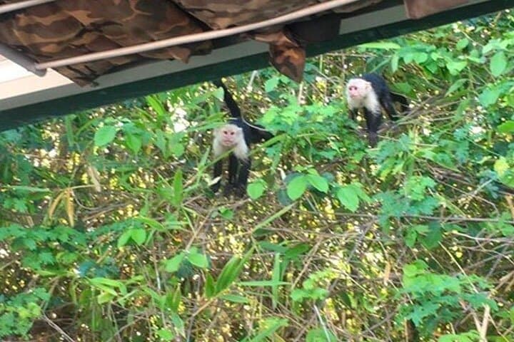 Palo Verde Tempisque River Boat Tour: Wildlife & Tico Lunch Near Nicoya photo 3