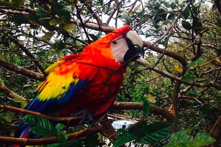 Palo Verde Tempisque River Boat Tour: Wildlife & Tico Lunch Near Nicoya photo 4