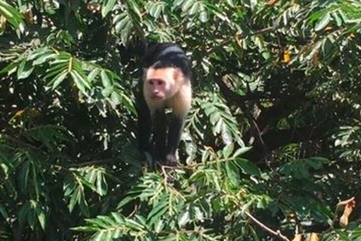 Palo Verde Tempisque River Boat Tour: Wildlife & Tico Lunch Near Nicoya photo 5