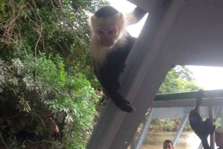 Palo Verde Tempisque River Boat Tour: Wildlife & Tico Lunch Near Nicoya photo 6