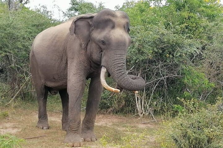 Half-Day Private Safari in Yala National Park — Morning Leopard Search photo 4
