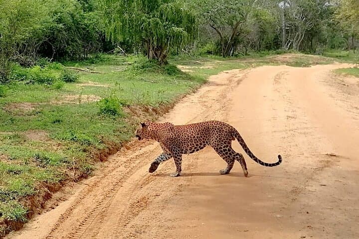 Half-Day Private Safari in Yala National Park — Morning Leopard Search photo 5