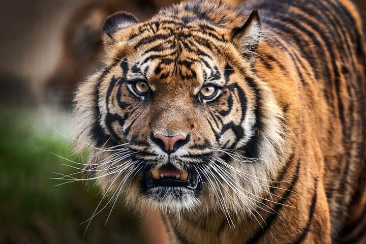 Golden Triangle & Ranthambore: 7-Day Wildlife, Taj Mahal & Birding Tour photo 3