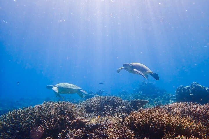 Mataking & Timba-Timba Day Dives: Turtles, Stingrays and a Shipwreck off Semporna
