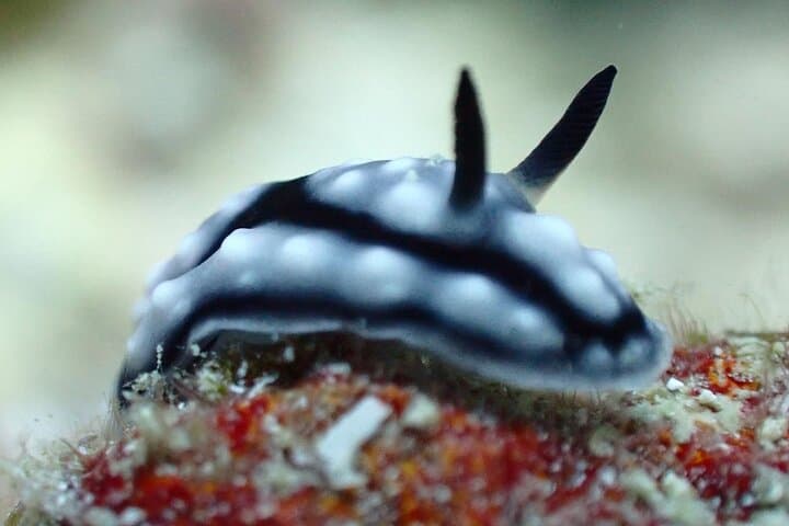 Mataking & Timba-Timba Day Dives: Turtles, Stingrays and a Shipwreck off Semporna photo 3