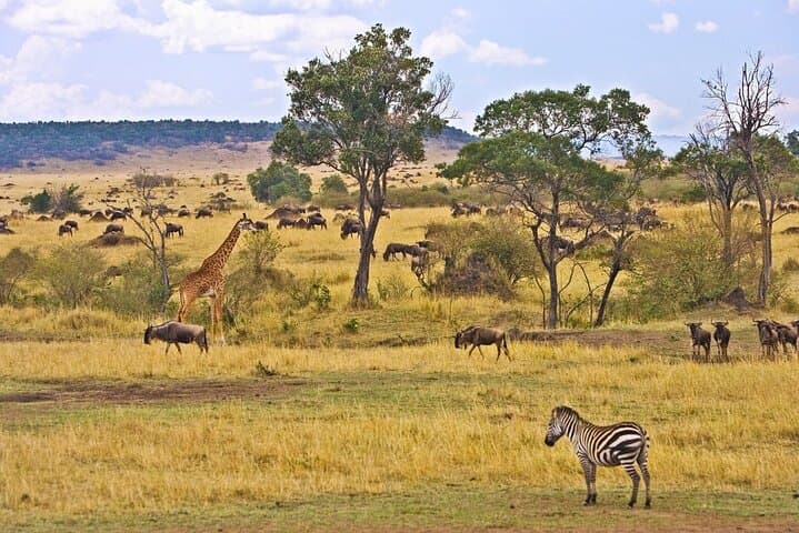 3-Day Maasai Mara Safari: Big Five Game Drives & Rift Valley Views photo 4
