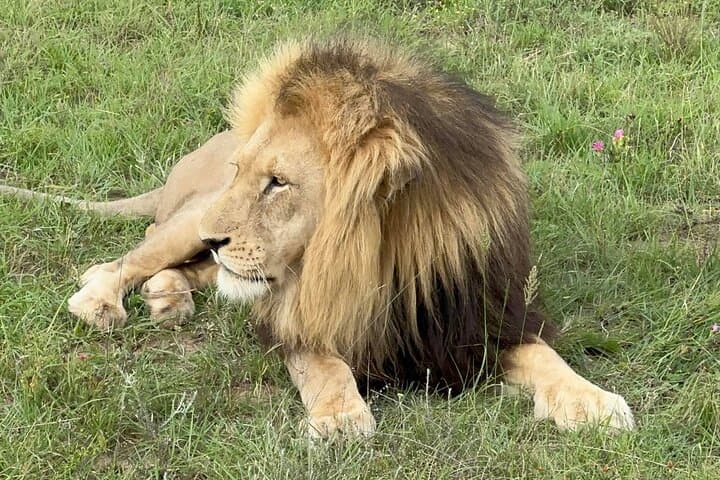 Schotia Big 5 Safari — Day Game Drive from Port Elizabeth