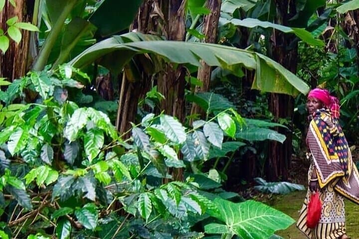 Materuni Waterfalls & Chemka Hot Springs: Coffee, Cold Cascades and Warm Pools Near Moshi photo 3