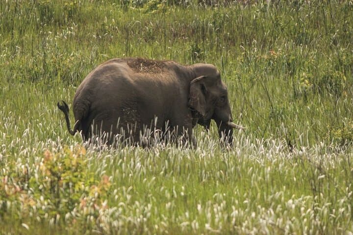 Full-Day Khao Yai National Park from Bangkok — Waterfalls, Wild Elephants & Short Jungle Trek photo 2