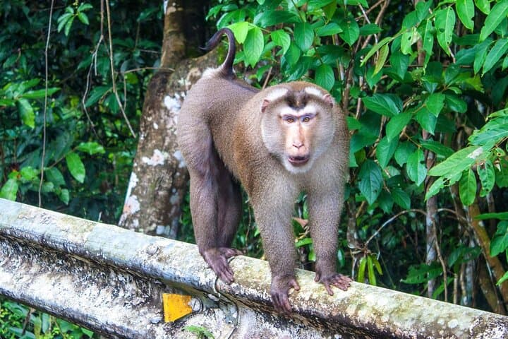 Full-Day Khao Yai National Park from Bangkok — Waterfalls, Wild Elephants & Short Jungle Trek photo 4