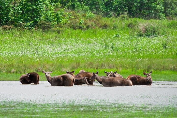 Full-Day Khao Yai National Park from Bangkok — Waterfalls, Wild Elephants & Short Jungle Trek photo 5