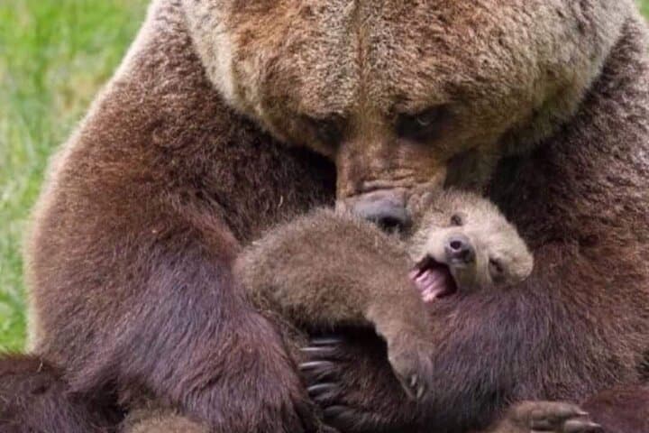 Visit Libearty Bear Sanctuary Zărnești: Guided Tour from Brașov photo 4