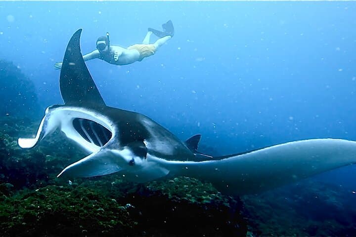 Julian Rocks Snorkel Tour Byron Bay — Guided Marine Biologist Experience photo 2