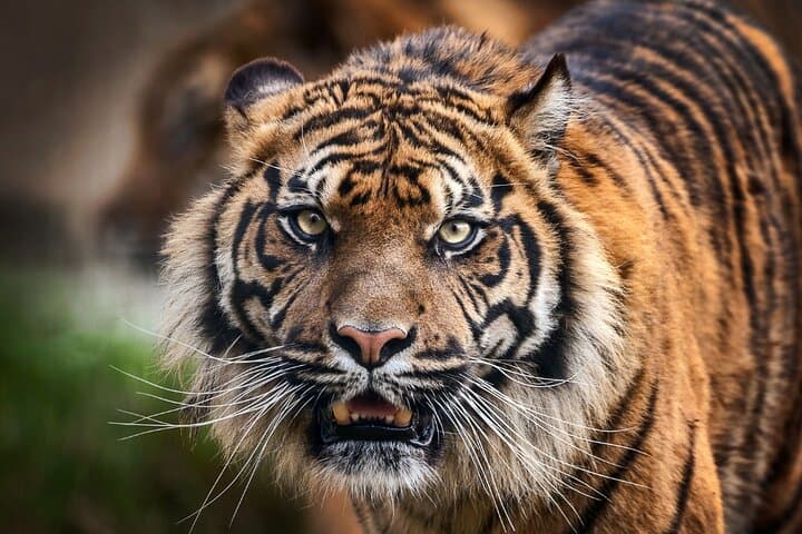 8-Day Golden Triangle Tour with Ranthambore Tigers and Udaipur Lakes