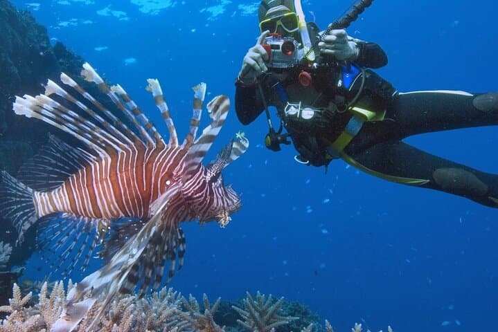 Ras Mohamed & White Island Snorkel and Dive Day Trip from Sharm El Sheikh