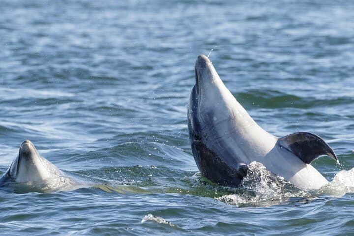 Guided Dolphin Watching in Arrábida Natural Park — Sesimbra Boat Tour photo 2