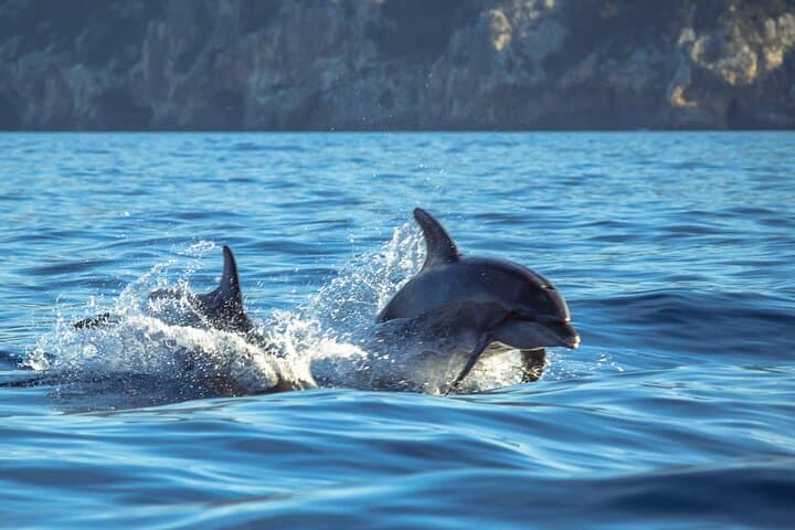 Guided Dolphin Watching in Arrábida Natural Park — Sesimbra Boat Tour