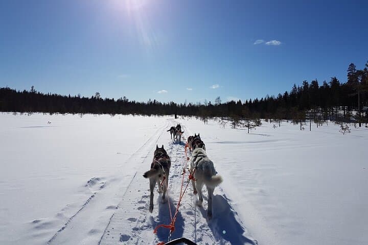 Dogsled Adventure in Kiruna: Icehotel Dog Sled Tours & Swedish Fika photo 2