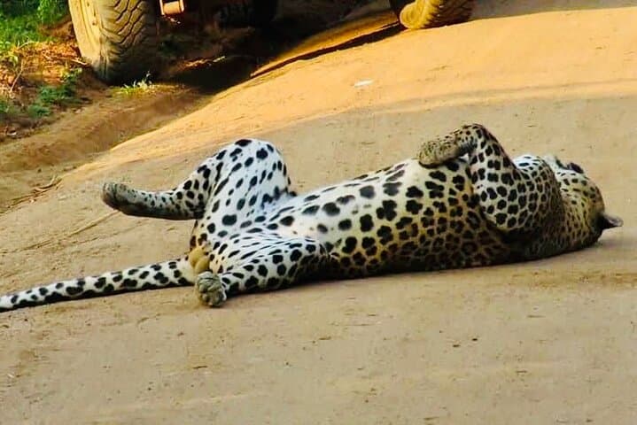 Private Yala National Park Leopard Safari from Galle — Full-Day 4x4 Jeep Tour