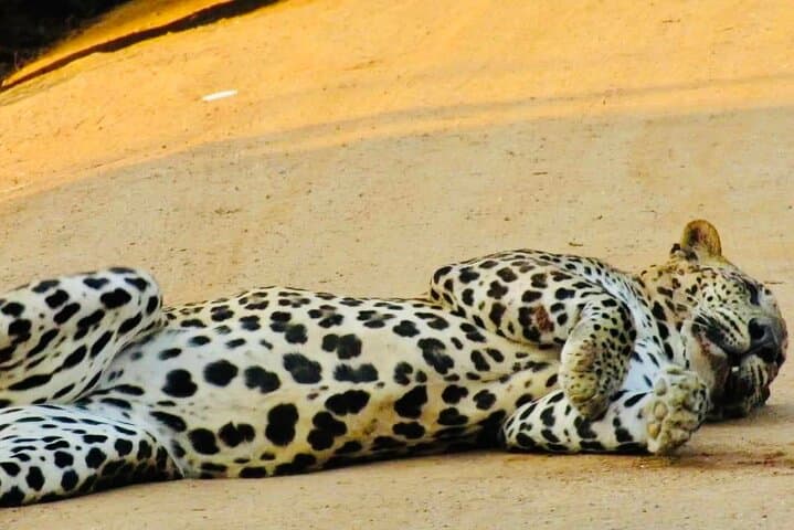 Private Yala National Park Leopard Safari from Galle — Full-Day 4x4 Jeep Tour photo 2