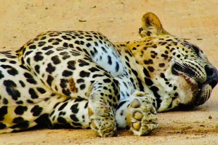 Private Yala National Park Leopard Safari from Galle — Full-Day 4x4 Jeep Tour photo 3