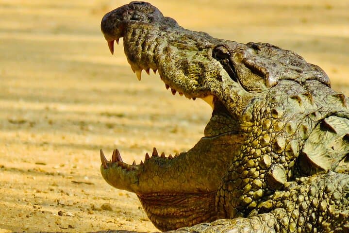 Private Yala National Park Leopard Safari from Galle — Full-Day 4x4 Jeep Tour photo 4