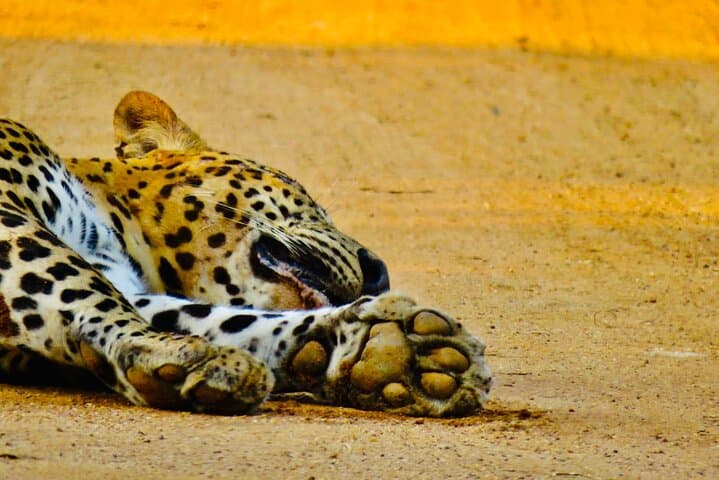 Private Yala National Park Leopard Safari from Galle — Full-Day 4x4 Jeep Tour photo 6