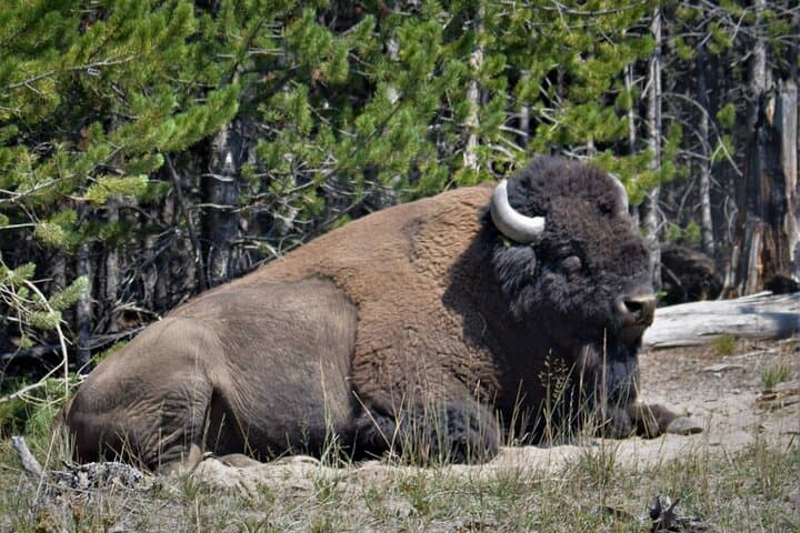 Two-Day Yellowstone Upper and Lower Loop: Geysers, Wildlife & Panoramic Vistas photo 2