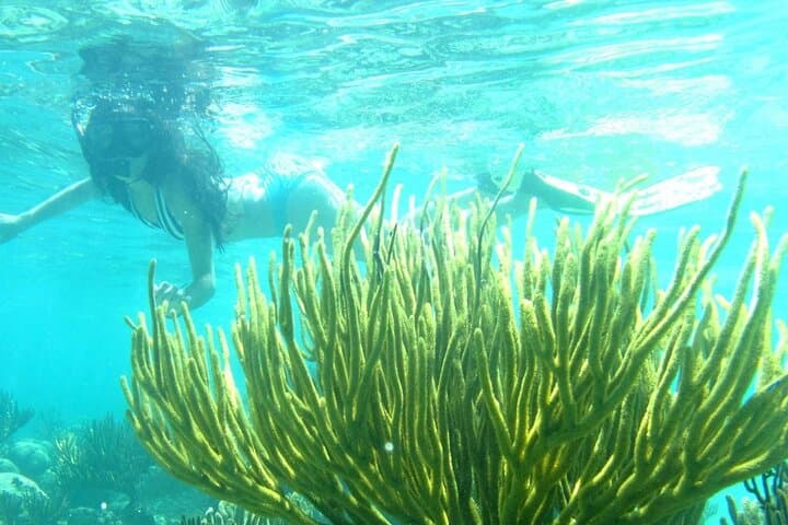 Cozumel El Cielo Sandbar & Palancar-Colombia Reef Private Snorkel Adventure photo 5