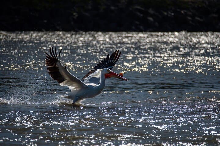 Snake River Private Scenic Float — Jackson Hole Guided Raft Tour photo 5