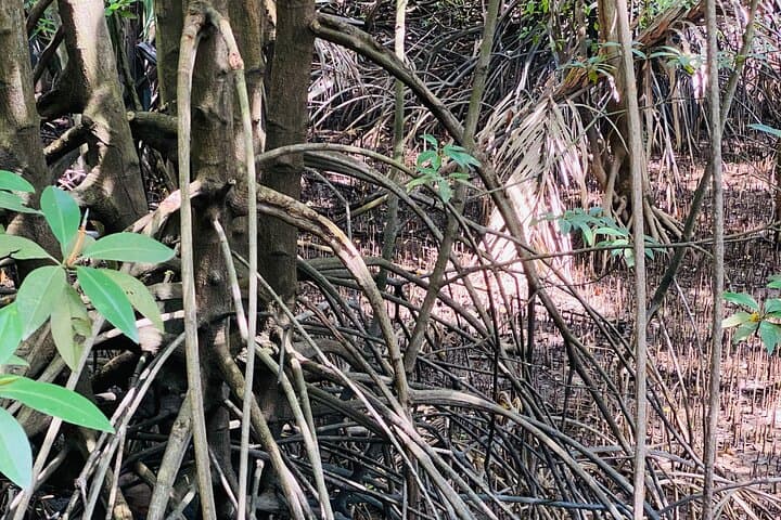 Exploring Singapore’s Forgotten Hills: Southern Ridges Walk, Henderson Waves & Coastal Fort photo 5
