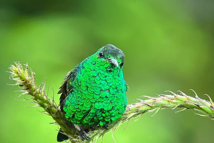 Birdwatching in Monteverde: Curi-Cancha Cloud Forest Tour photo 4