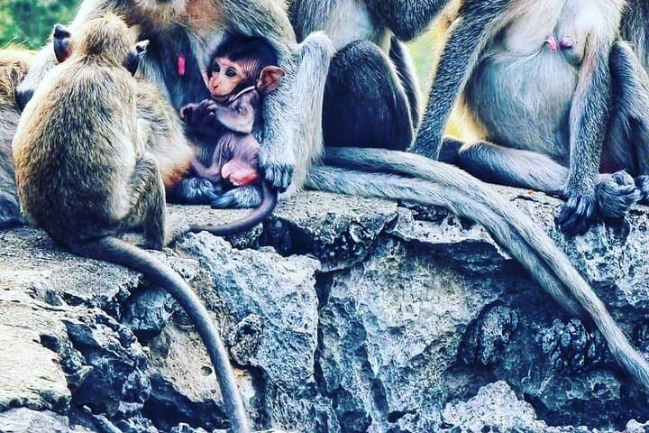 Battambang Tuk Tuk Tour: Full-Day Temples, Bamboo Train & Bat Cave photo 2