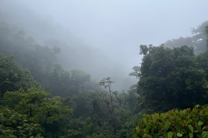 Explore Monteverde Cloud Forest: Guided Interpretive Walk in Costa Rica photo 4