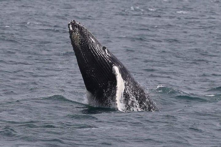 90-Minute Whale Watching Cruise — Humpbacks off New South Wales photo 2