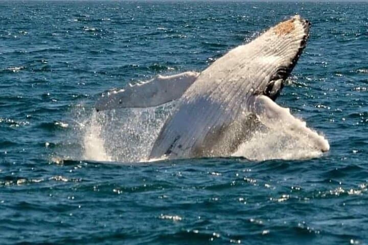 90-Minute Whale Watching Cruise — Humpbacks off New South Wales photo 3