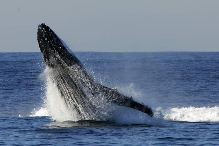 90-Minute Whale Watching Cruise — Humpbacks off New South Wales photo 4