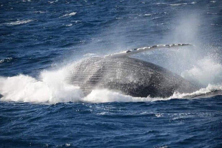 90-Minute Whale Watching Cruise — Humpbacks off New South Wales photo 5