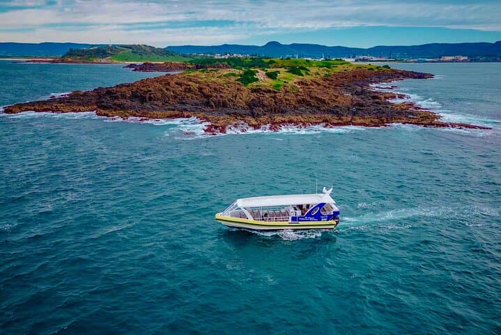 90-Minute Whale Watching Cruise — Humpbacks off New South Wales photo 6