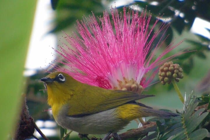 Bird-Watching at Kodachadri: Full-Day Western Ghats Birding Tour
