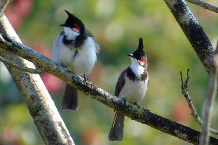 Bird-Watching at Kodachadri: Full-Day Western Ghats Birding Tour photo 3