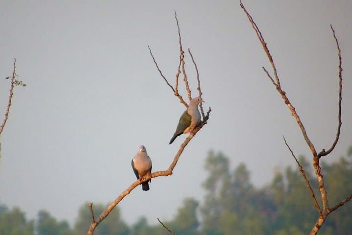 Bird-Watching at Kodachadri: Full-Day Western Ghats Birding Tour photo 4