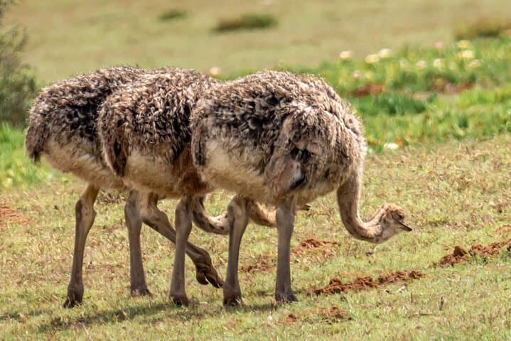 Cape Peninsula & Penguins Private Day Tour — Cape Point, Boulders Beach & Chapman’s Peak photo 5