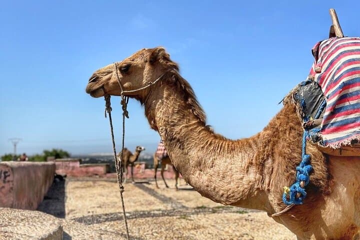 Essaouira Private Day Trip from Marrakech: Argan Groves, Medina & Atlantic Ramparts photo 5