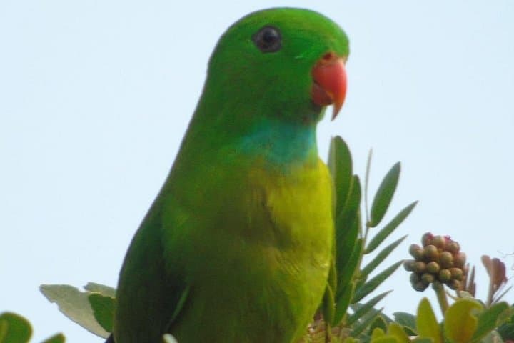 Bird-Watching at Kodachadri: Full-Day Western Ghats Birding Tour photo 2