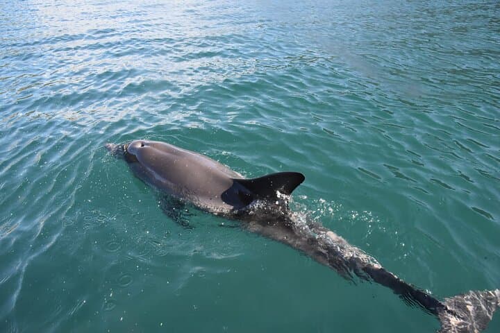 Lim Bay Outrigger Canoe Tour — Paddle Limski Kanal Between Rovinj and Vrsar photo 4